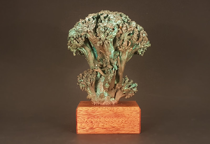 Broccoli Bush - 12.5 cm - € 395,-